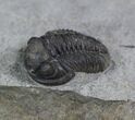 Uniquely Colored Eifel Gerastos Trilobite - Germany #27431-2